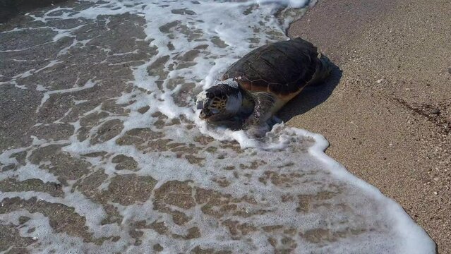 A dead loggerhead with an expression of agony washed up on a beach.