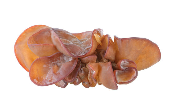 Jew's Ear Mushroom isolated on transparent png