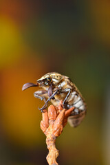 Polyphylla fullo, beetle on the straw