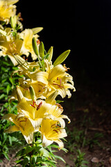 夜のカサブランカ