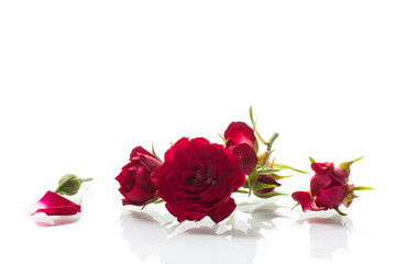 bouquet of red small roses, on white background.