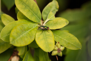 Fly sitting on leaves