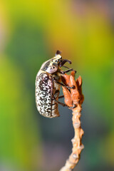 Polyphylla fullo, beetle on the straw