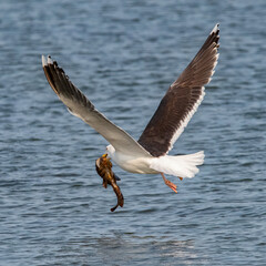 Gull and monkfish prey at Fort Phoenix State Reservation, Fairhaven, Massachusetts