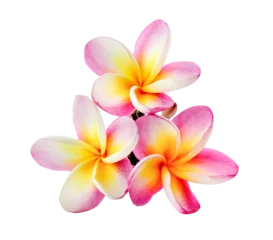 Foto op Canvas Frangipani flower isolated on transparent png © sommai