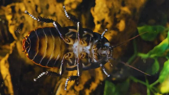Close up of Madagascar hissing cockroach from below.