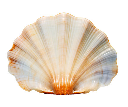 Isolated sea shell on transparent background