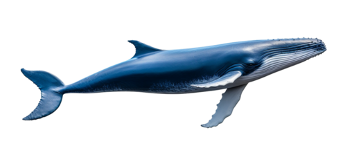 Blue whale isolated on transparent background