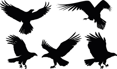 Obraz premium set of flying eagle silhouettes