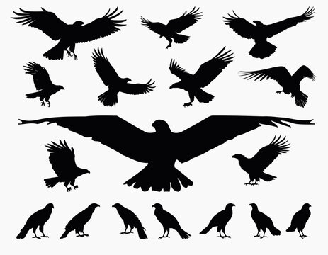 set of eagle silhouettes flying and perching poses