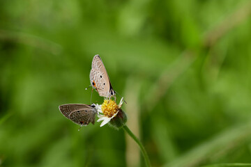 Close-up view butterfly perching on flower