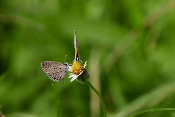 Close-up view butterfly perching on flower