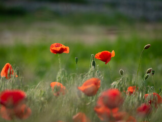 poppy field in summer
