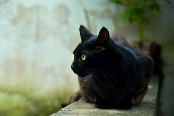 black cat in the garden, black and white cat on the ground, black cat on the ground, international...