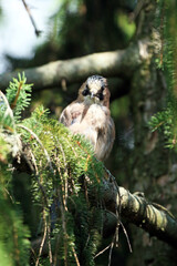 Close-up of Eurasian Jay. Birds in wildlife. Outdoor photo