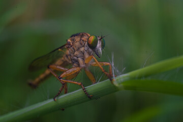 macro of a fly