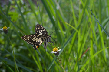 butterfly on a flower