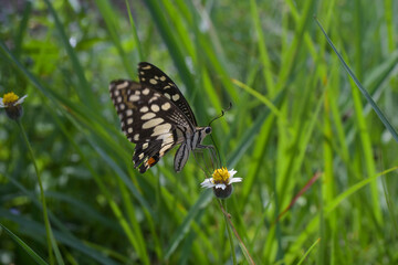 butterfly on a flower