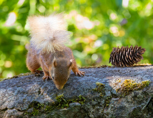 British re squirrel, endangered species.