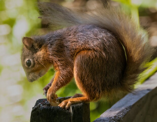 British re squirrel, endangered species.