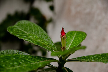 dew drops on leaves, water drops on plant, water droplets, desert rose, Adenium, Apocynum, Apocynaceae,beautiful ornamental plant, desert rose red bud

