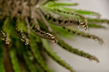 caterpillar on a leaf, close up of a plant, Succulent Kalanchoe daigremontiana , Mother of Thousands, aranto
