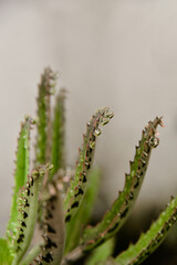 caterpillar on a leaf, close up of a plant, Succulent Kalanchoe daigremontiana , Mother of Thousands, aranto
