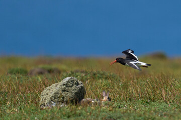 Oystercatcher (Haematopus ostralegus) in flight on the coast of Skomer Island in Pembrokeshire, Wales