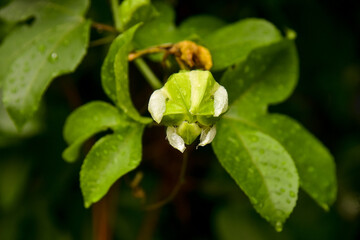 close up of a flower,  passion flower, passion fruit bud, leaf with water drops, dew drops
