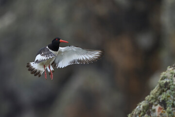 Oystercatcher (Haematopus ostralegus) in flight on the coast of Skomer Island in Pembrokeshire, Wales