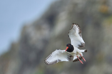 Oystercatcher (Haematopus ostralegus) in flight on the coast of Skomer Island in Pembrokeshire, Wales