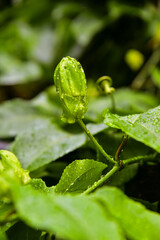 Fototapeta na wymiar passion flower, passion fruit bud, leaf with water drops