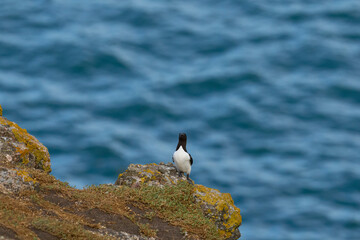 Razorbill (Alca torda) on the coast of Skomer Island in Pembrokeshire, Wales.