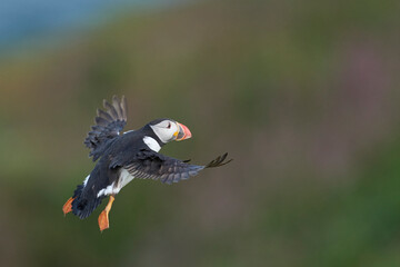 Puffin (Fratercula arctica) in flight along the coast of Skomer Island off the coast of Pembrokeshire in Wales, United Kingdom