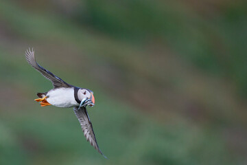 Puffin (Fratercula arctica) flying with small fish in its beak to feed its chick on Skomer Island off the coast of Pembrokeshire in Wales, United Kingdom