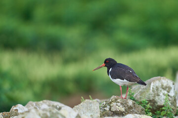 Oystercatcher (Haematopus ostralegus) standing on a wall on Skomer Island in Pembrokeshire, Wales