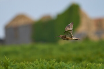 Curlew (Numenius arquata) in flight on Skomer Island in Pembrokeshire, Wales