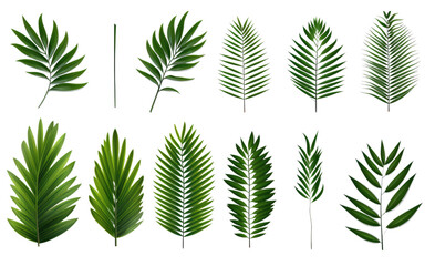 collection of palm tree leaves isolated on a transparent background, generative ai