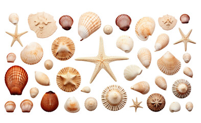 collection of seashells and starfish isolated on a transparent background, generative ai