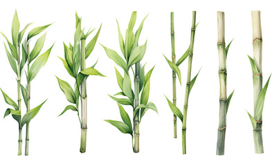 collection of soft watercolor bamboo and shoots isolated on a transparent background, generative ai