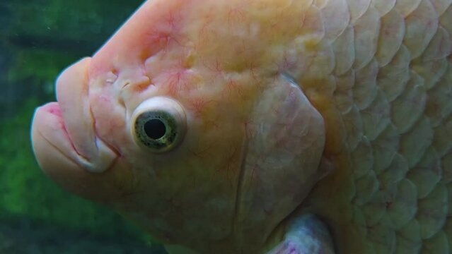 Close up of head and eye of an Elephant Ear Gourami fish  