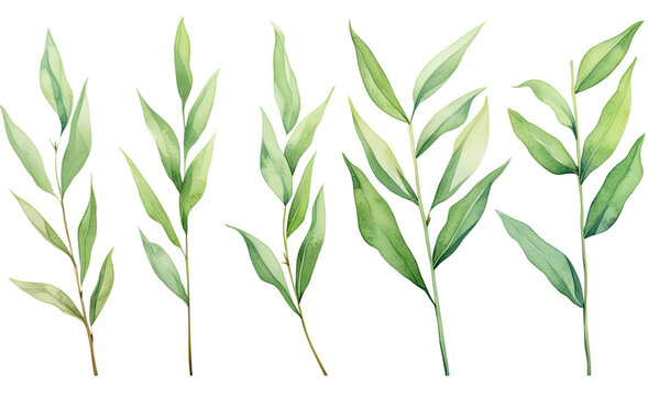 collection of soft watercolor bamboo leaves and shoots isolated on a transparent background, generative ai