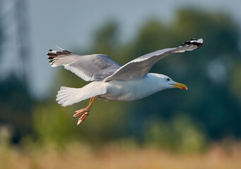 seagull flying in the sky