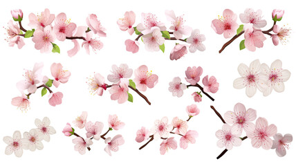 collection of blossoms flowers isolated on a transparent background, generative ai