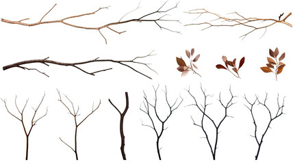 collection of branches isolated on a transparent background, generative ai