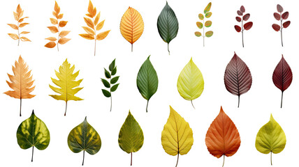 Obraz premium collection of leaves flowers isolated on a transparent background, generative ai