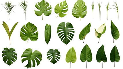collection of tropical leaves isolated on a transparent background, generative ai