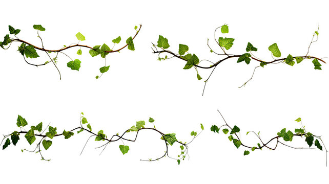 collection of vines isolated on a transparent background, generative ai