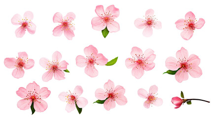 Fototapeta na wymiar collection of cherry blossoms flowers isolated on a transparent background, generative ai