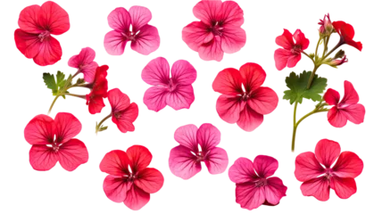 Kunstfelldecke mit Muster Tropische Pflanzen collection of geraniums flowers isolated on a transparent background, generative ai